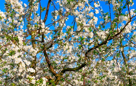 CP Cherry Blossom Circuit brings together trains and unique landscapes
